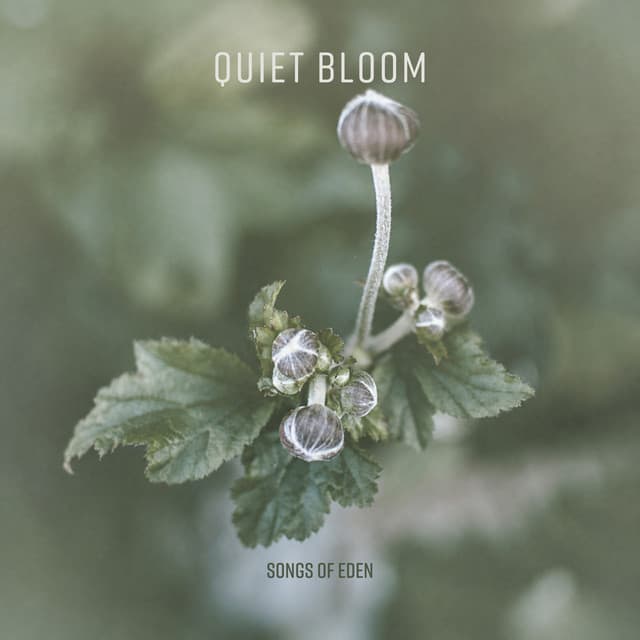 Quiet Bloom