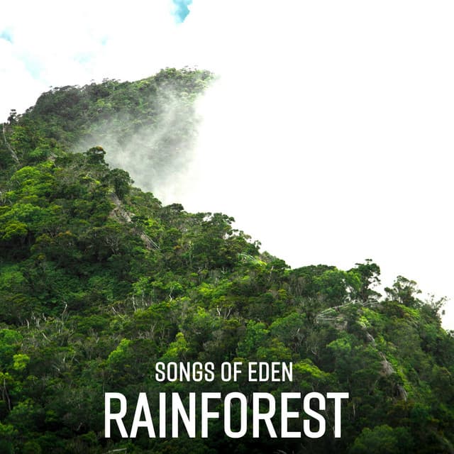 Rainforest